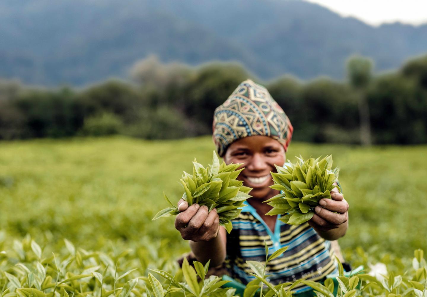 Gisakura tea plantation (Rwanda)