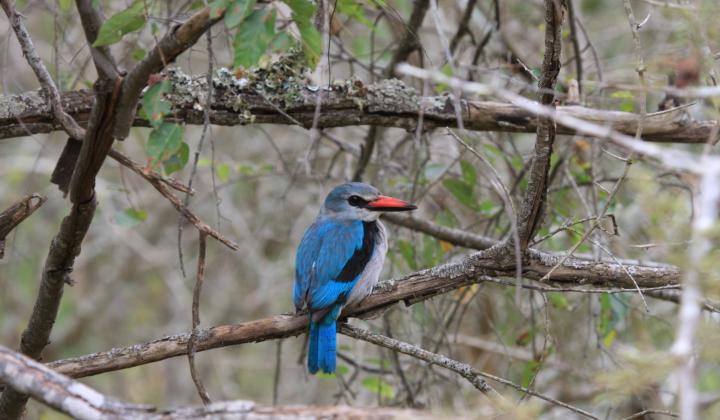 Woodland Kingfisher (Akagera National Park Rwanda) 