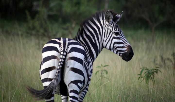 Zebra (Lake Mburo National Park Uganda)