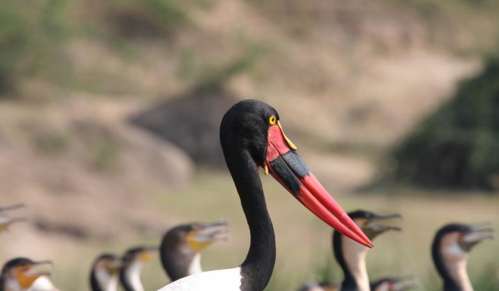 Saddle Billed Stork on the Kazinga Channel (Queen Elizabeth NP Uganda)