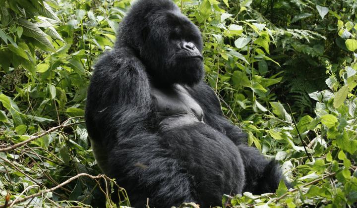 Mountain Gorilla Silverback (Rwanda)