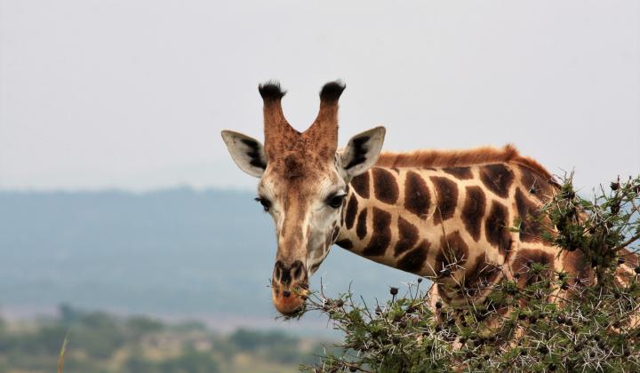 Rothschild’s giraffe  (Murchison Falls Uganda) 