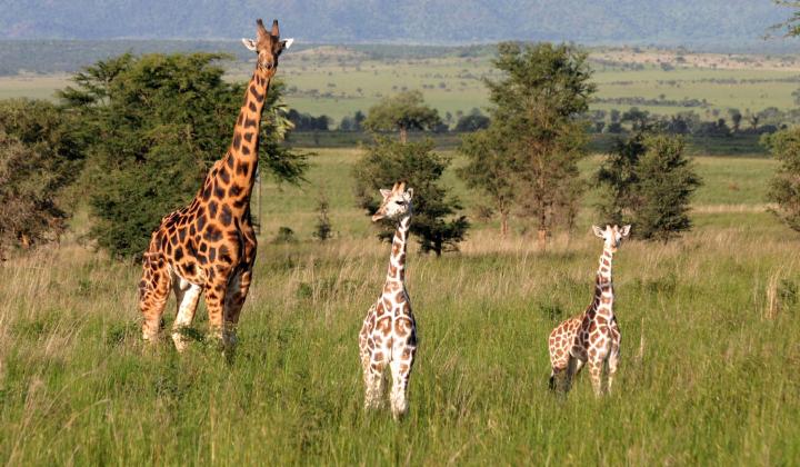Adult Rothschild’s giraffes with two young ones  (Kidepo Uganda) 