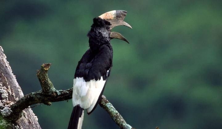 Black-and-White Casqued Hornbill (Uganda)