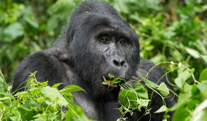 Mountain Gorilla eating leaves ( Bwindi Uganda)