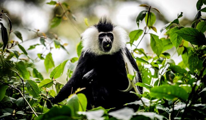Angolan black-and-white Colobus Monkey (Nyungwe Rwanda)