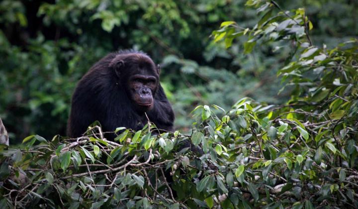 Chimpanzee in trees (Gishwati forest Rwanda)