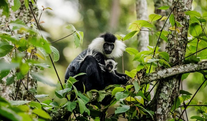 Angolan black-and-white Colobus Monkey (Nyungwe Rwanda)