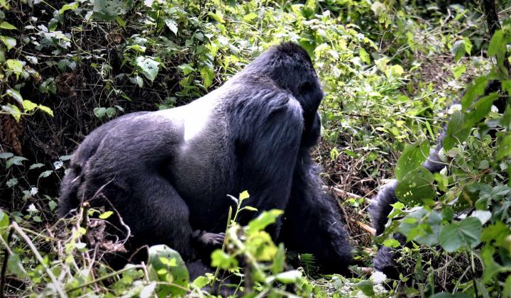 Mountain Gorilla Silverback (Volcanoes National Park Rwanda)