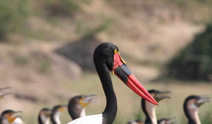 Saddle-billed Stork (Kazinga Channel Uganda)
