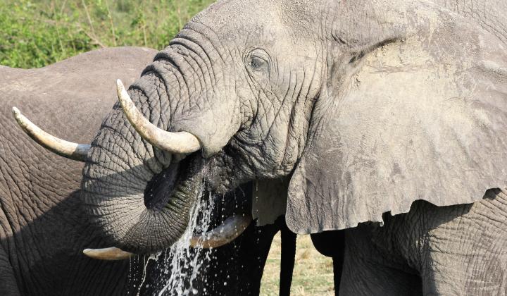 Elephant - Kazinga Channel, Uganda