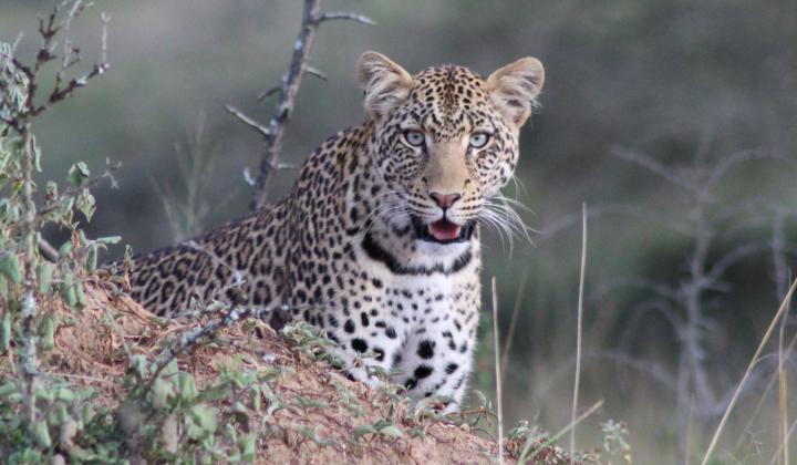 Young Leopard (Lake Mburo NP Uganda)