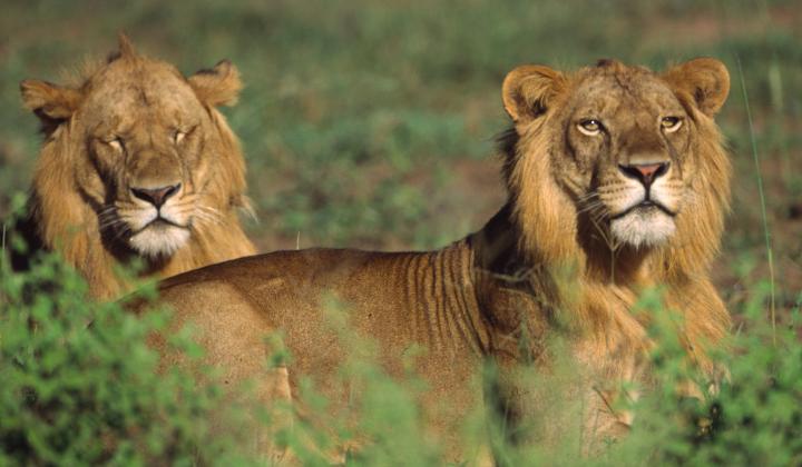 Young altult male Lions observed during Predators Tracking (Queen Elizabeth Uganda)
