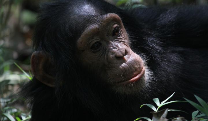 Juvenile Chimpanzee Kibale Forest Uganda