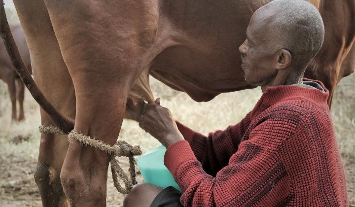 Men milking Ankole cow with long horns (Uganda)