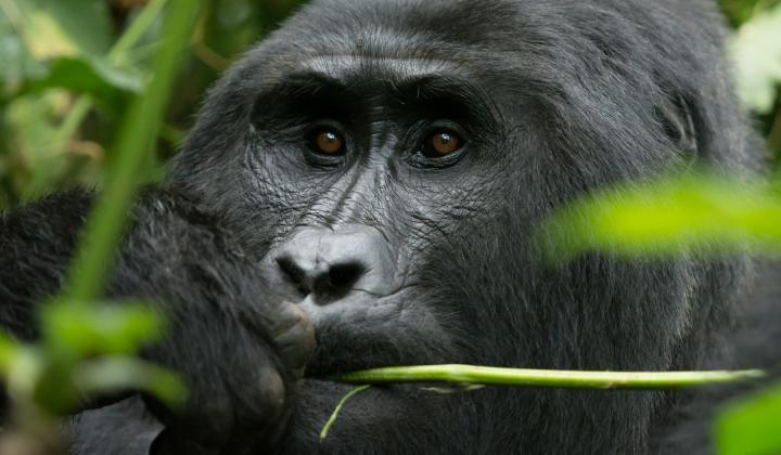 Mountain Gorilla - Bwindi Impenetrable Forest Uganda