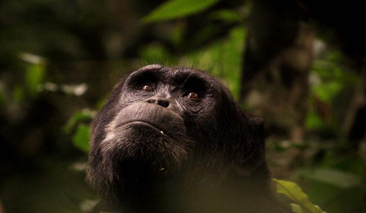 Chimpanzee looking at the canopy of Kibale Forest (Uganda)