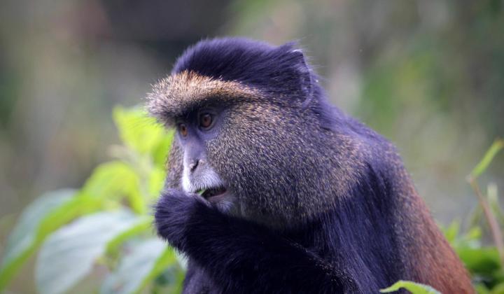 Golden Monkey (Volcanoes National Park Rwanda) 