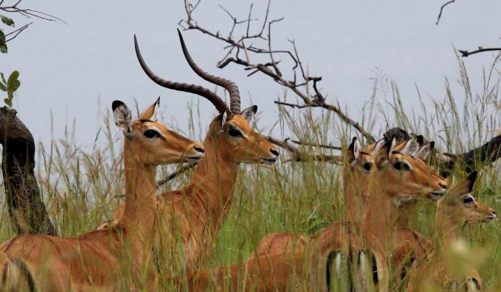 Impala  anitilopes (Akagera National Park Rwanda) 