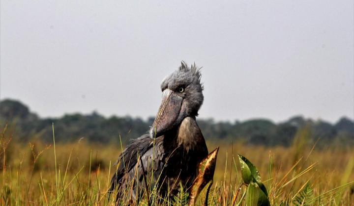 Shoebill Stork (Balaeniceps rex) Mabamba Swamp Uganda