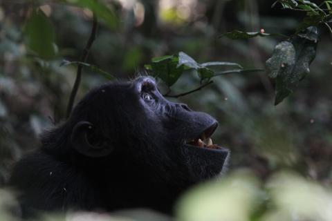 Chimpanzee - Kibale Forest - Uganda
