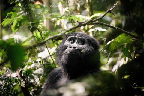 Mountain Gorilla (Bwindi Impenetrable Forest Uganda)