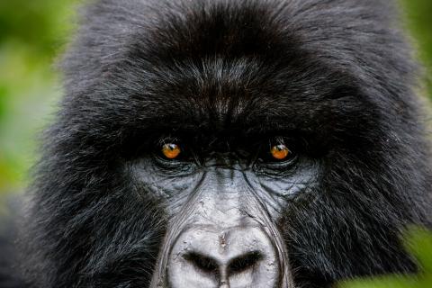 Mountain Gorilla (Rwanda)