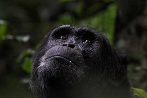 Chimpanzee (Kibale Forest Uganda)