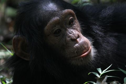 Juvenile Chimpanzee Kibale Forest Uganda