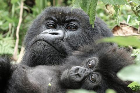 Baby and Mother Mountain Gorilla (Rwanda)