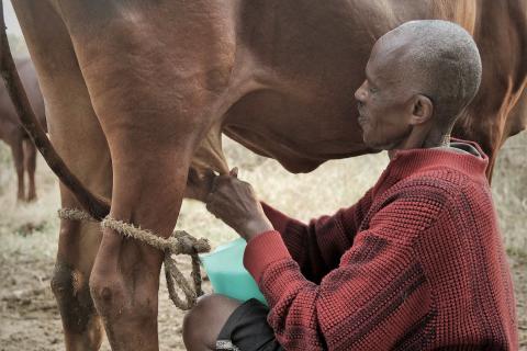 Men milking Ankole cow with long horns (Uganda)