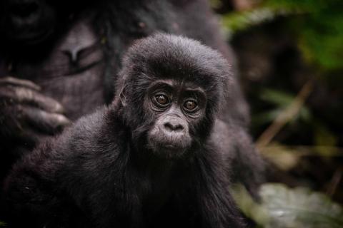 Juvenile Mountain Gorilla staring (Bwindi Uganda)