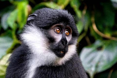 L'hoest Monkey (Nyungwe Forest National Park Rwanda)