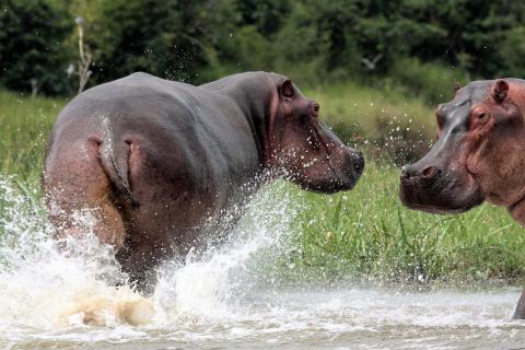 Hippo (Victoria Nile Uganda) 
