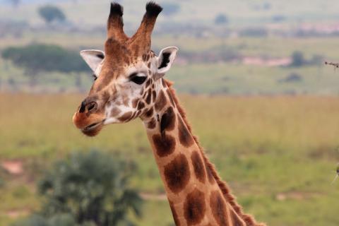 Rothschild’s giraffe  (Murchison Falls Uganda) 
