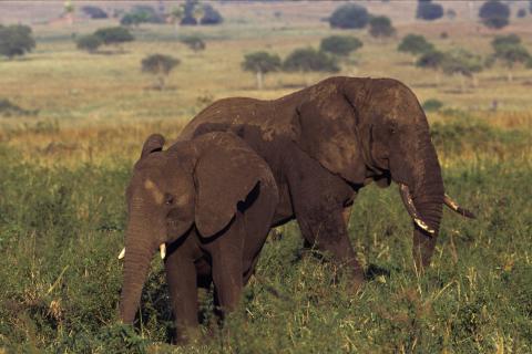 Two Elephants in Kidepo plain ( Kidepo National Park Uganda)