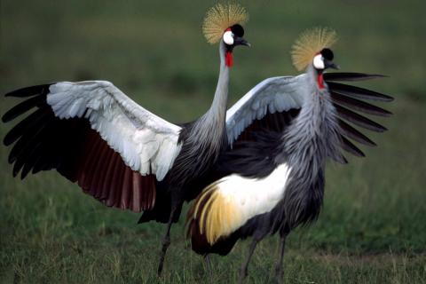 Crested Crane Uganda's national bird