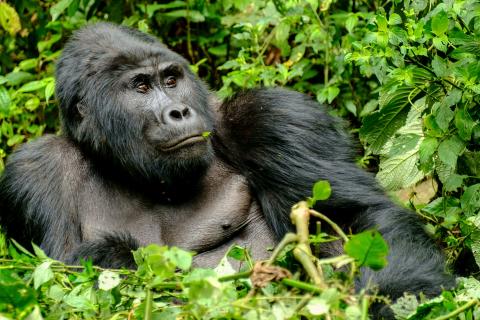 Mountain Gorilla - Bwindi (Uganda)
