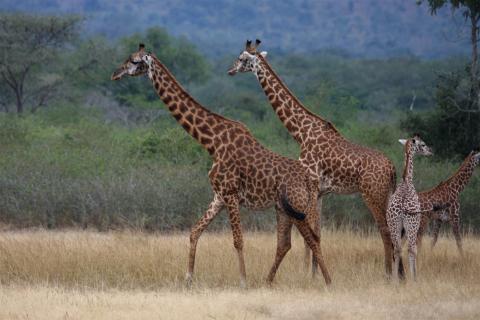 Masai Giraffes (Akagera National Park)