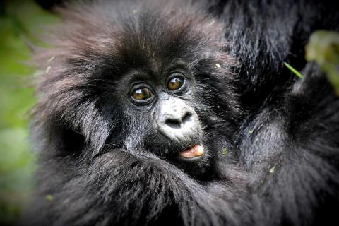 Baby Mountain Gorilla (Rwanda)