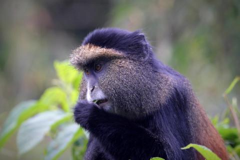 Golden Monkey (Volcanoes National Park Rwanda) 