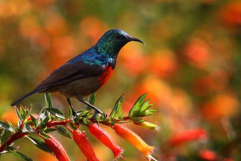 Red-chested Sunbird (Nyungwe Rwanda)
