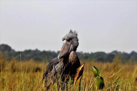 Shoebill Stork (Balaeniceps rex) Mabamba Swamp Uganda