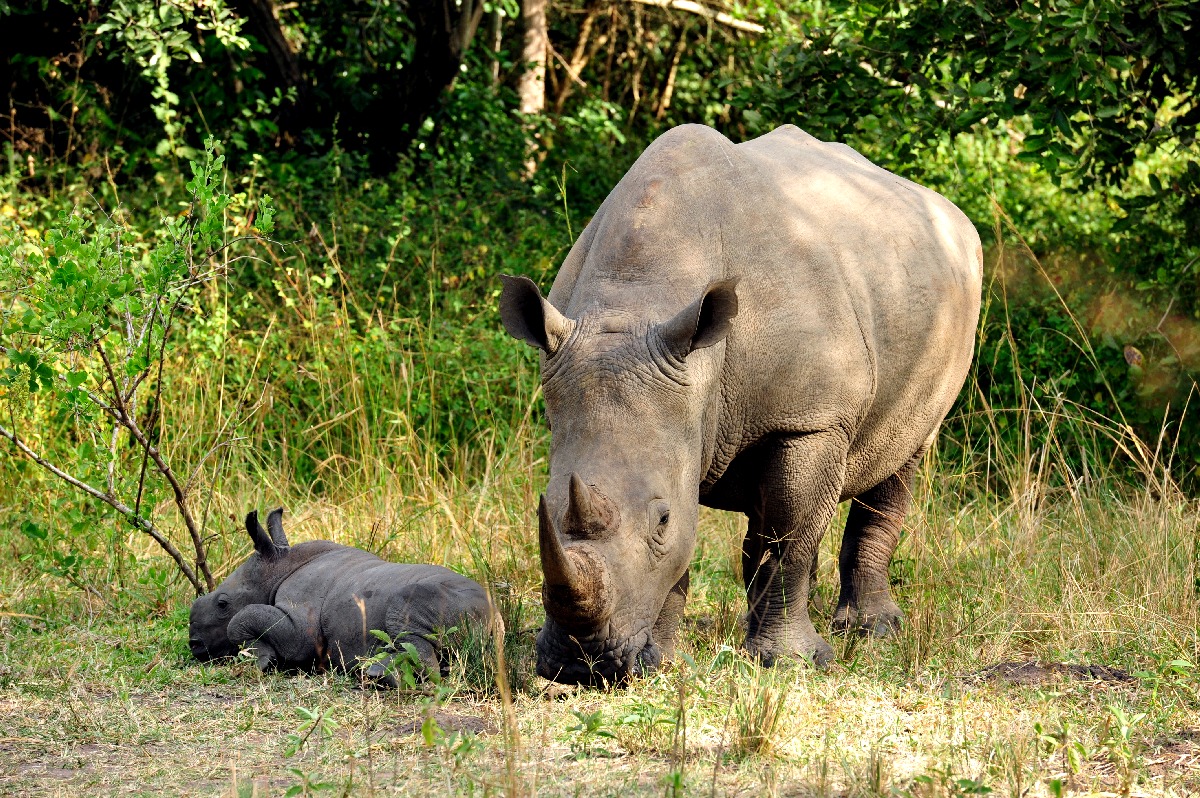 White Rhino - Ziwa Rhino Sanctuary