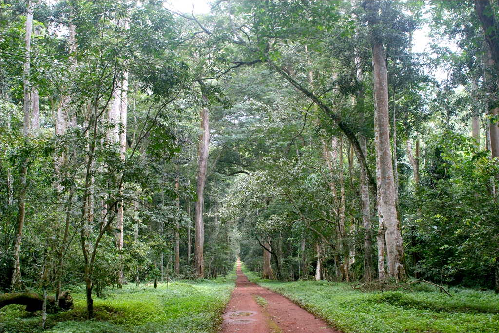 The Royal Mile - Budongo Forest (Uganda)