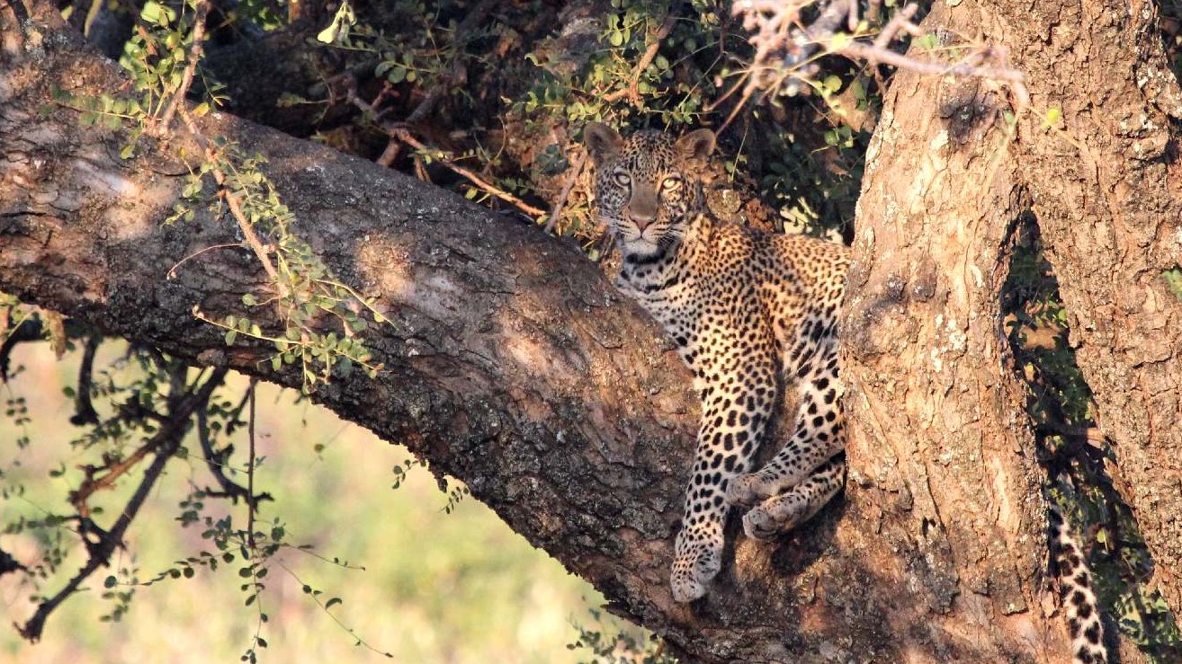 Leopard (Uganda)