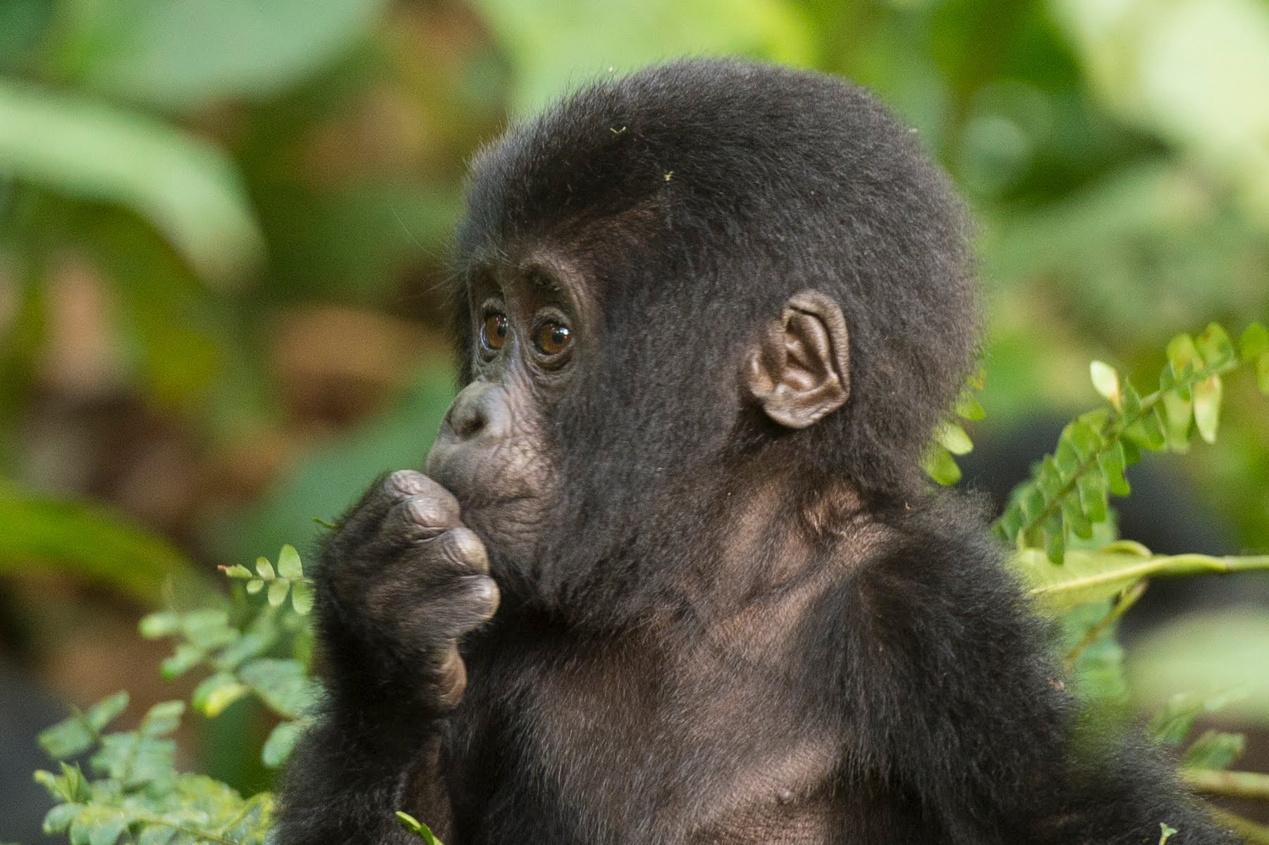 Juvenile Mountain Gorilla (Bwindi Uganda)