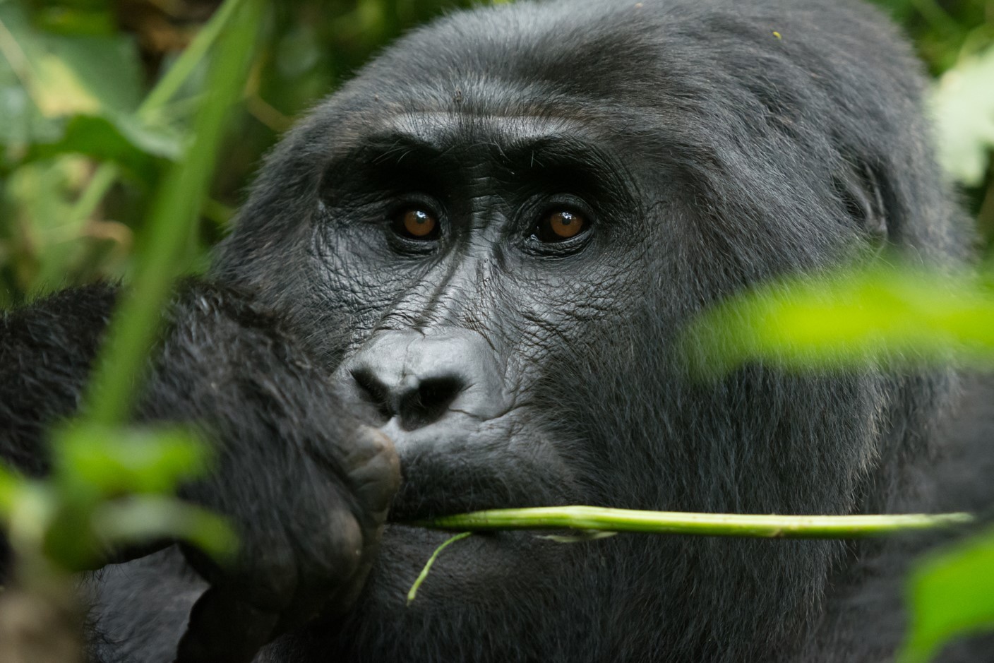 Mountain Gorilla (Bwindi Forest Uganda)