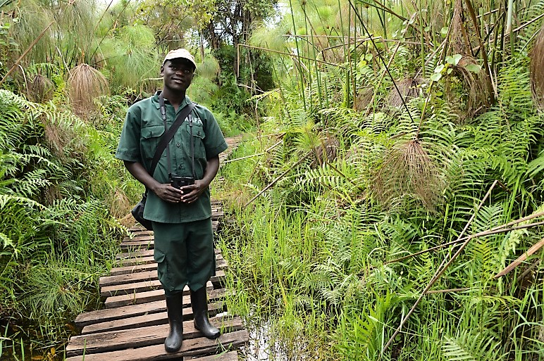 Local birding Guide - Bigodi Wetland (Uganda)