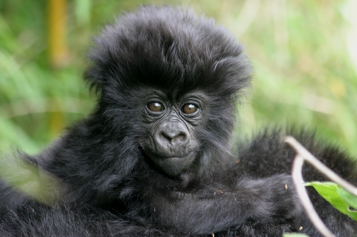 Baby Mountain Gorilla (Rwanda